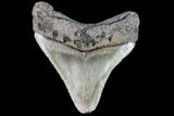 Juvenile Megalodon Tooth - Georgia #111611-1